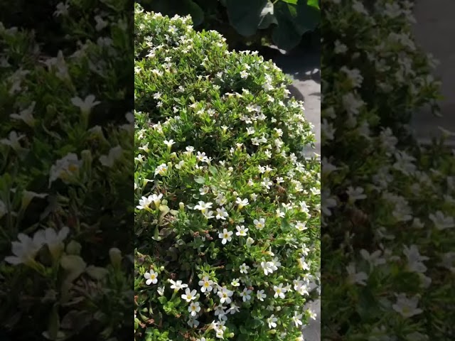 Стандарт поставки видео №1 Бакопа F1 Сноутопия 