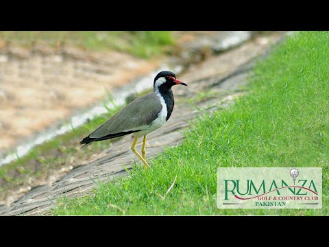 A Center of Excellence