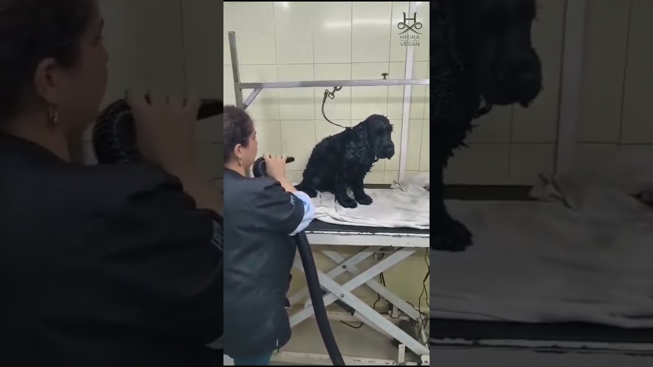 Hydra Vegan Detox Shampoo & Conditioner for Pets