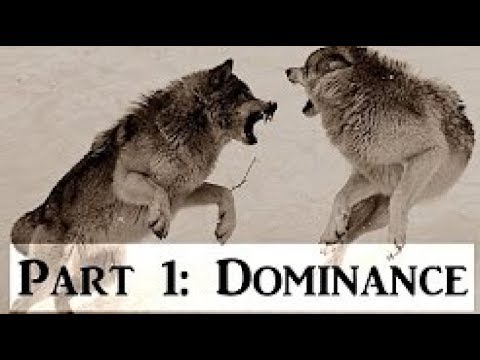 download lagu mp3 mp4 Os Inimigos Do Homem, download lagu Os Inimigos Do Homem gratis, unduh video klip Os Inimigos Do Homem