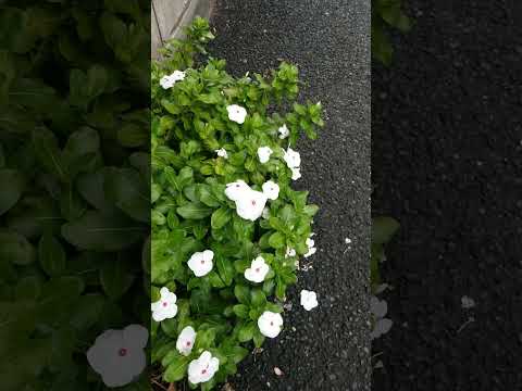 丈夫な多年草 日陰でも太陽のカンゾウ