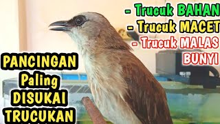 Download lagu TRUCUK BAHAN BIAR CEPAT BUNYI..! pakai ini PANCINGAN trucukan ombyokan biar rajin bunyi dan gacor mp3