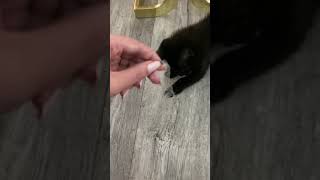 Tabby Cats Videos
