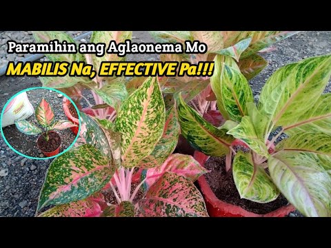 , title : 'How to Propagate Aglaonema at Home|Care Tips for Successful Propagation'