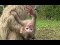 Mountain Monkey Newborn Baby 15 Curious2 山猿 赤ちゃん 15 好奇心2