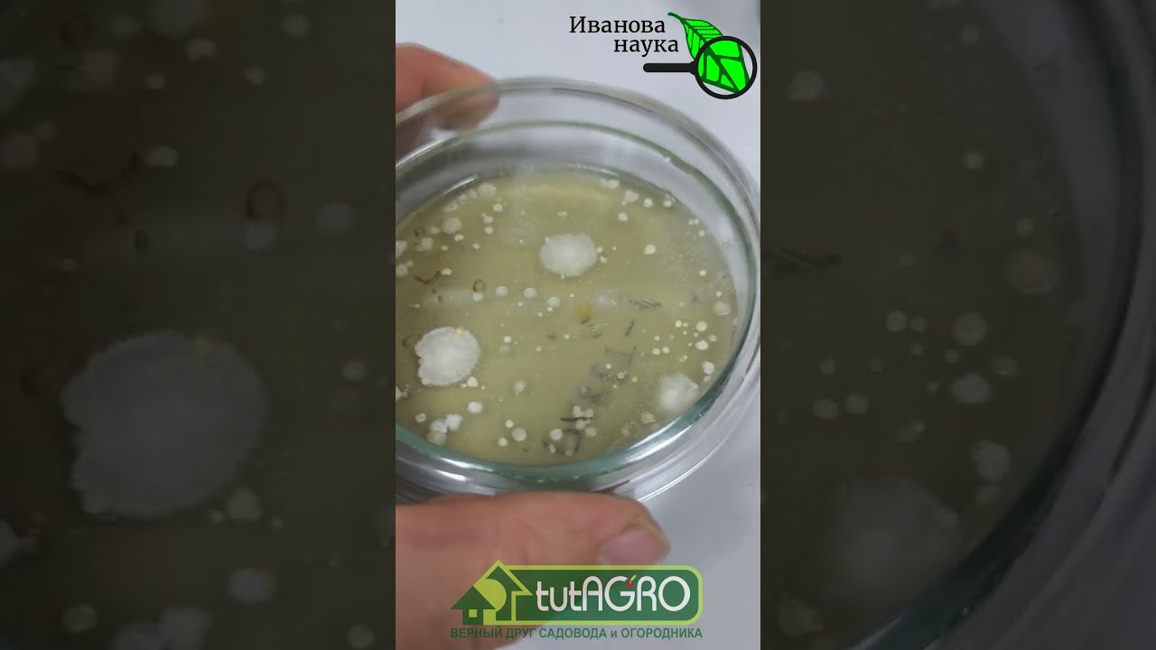 ГОРСТЬ ЗЕМЛИ - ЛУЧШЕ ДОРОГОГО ПРЕПАРАТА! Вместо покупных препаратов - обычна?