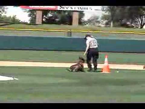 Desert Dog Police K9 Trials- Sancho