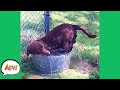 Failing On FOUR PAWS Funny Dog Fails AFV 2021