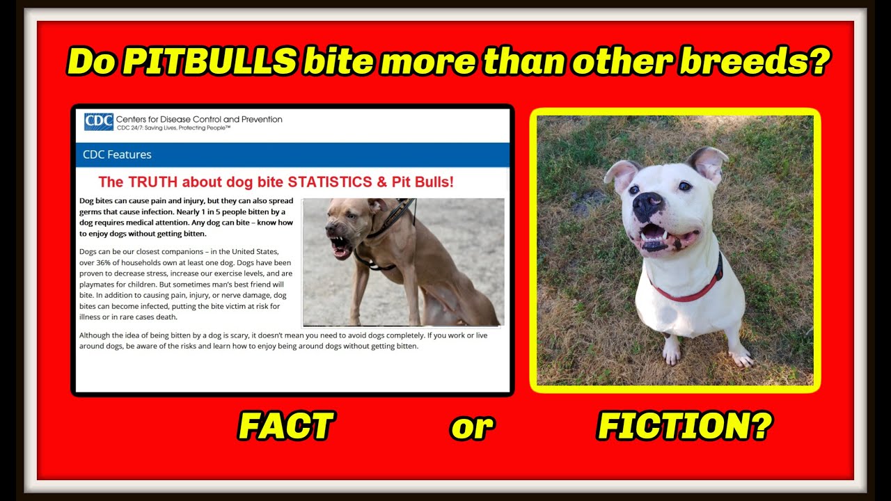 PIT BULL BITE STATISTICS - The truth behind pit bull bite statistics