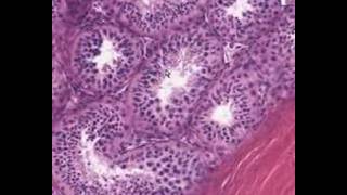 Shotgun Histology Testis