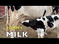 BABY COW DRINKS MILK | FARM ANIMAL VIDEO FOR KIDS TODDLERS & BABIES | ANIMALES DE GRANJA | CUTE BABY