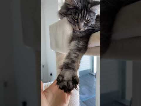 What's wrong with Maine Coon cat paws? 🙀