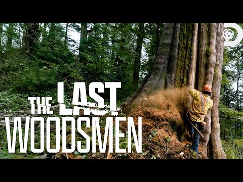 Felling a $60k Cedar Tree | The Last Woodsmen | Discovery