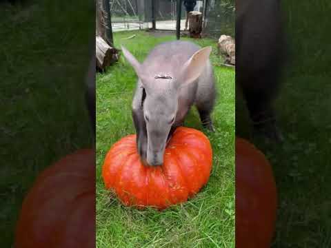 Aardvark Sniffs Out Pumpkin