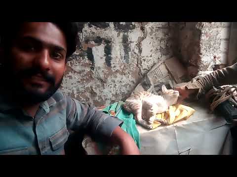 billi ny aj moj kr Di #sharjeelabbasbeautiful #vlog #pakistan 😀😀😇❤️