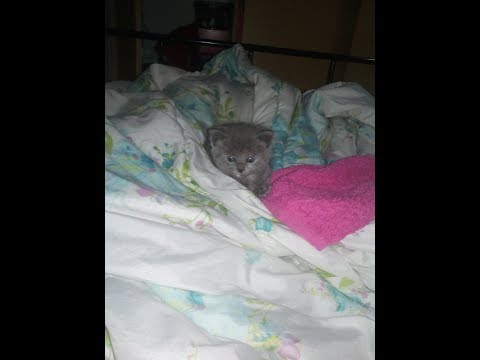 Gucci kitty's cute and funny moments