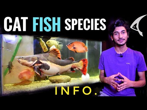 Different types of catfish | cat fish species info. | how to care catfish