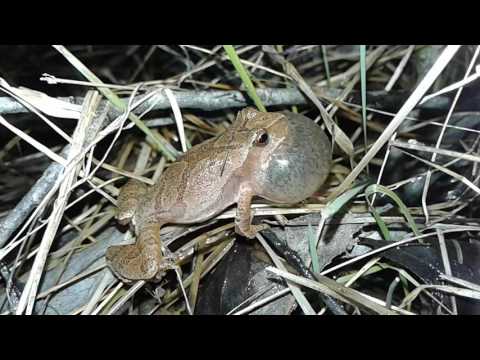 Spring Peeper frog calling