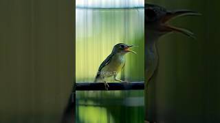 Download lagu Masteran Kolibri Manggar Betina Gacor #korlapgacor #birdsounds #kolibrimanggargacor #kolibrininja mp3 Download lagu Masteran Kolibri Manggar Betina Gacor #korlapgacor #birdsounds #kolibrimanggargacor #kolibrininja mp3