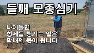 들깨 모종심기-나이들면 형제들 챙기는 일은 막내의 몫이 됩니다