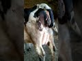 Cowvideo Cow Desitvstudio Niliravibuffalo Bull Buffalo Buffaloforsale Buffalocalf Cowforsale Cowvi