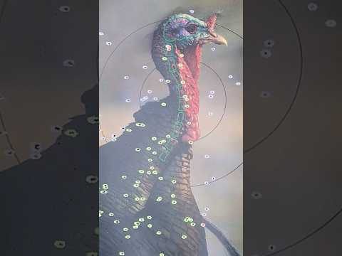 Winchester SXP Long Beard - The Best Shotgun for Turkey Hunting?