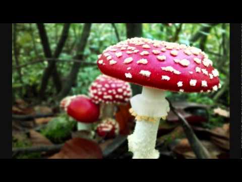 Dj 100le - 29.12.2014. [Psychedelic trance Mix]