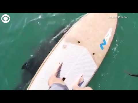 Shark gets close to paddle boarder