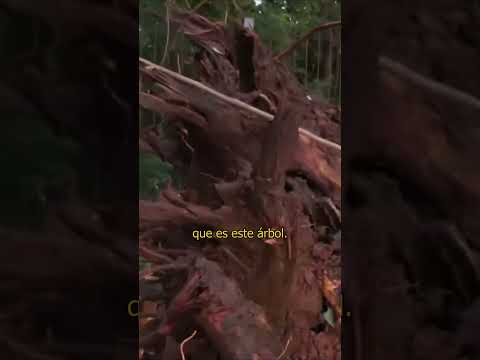 🌳🌳 Árbol caído tras el temporal sobre Avenida San Martín