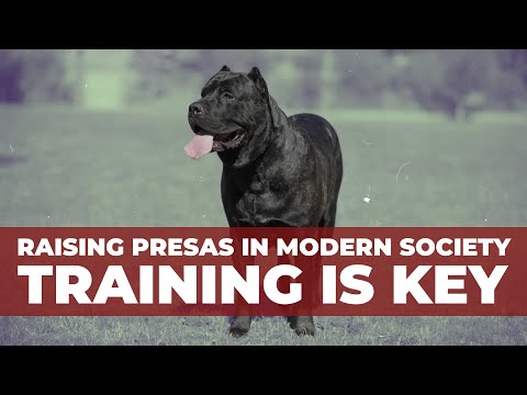 Raising the Most Controversial Dog Breeds (Presa Canario)