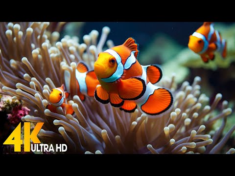 Aquarium 4K VIDEO (ULTRA HD) 🐠 Beautiful Coral Reef Fish - Relaxing Sleep Meditation Music #117
