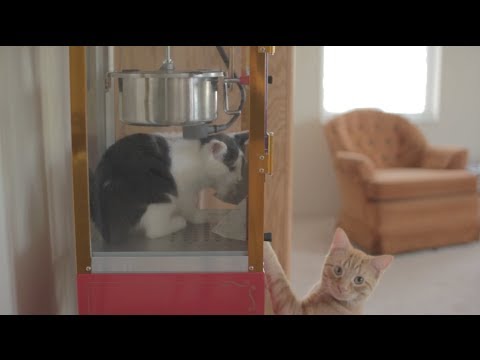 Catlateral Damage on Kickstarter!