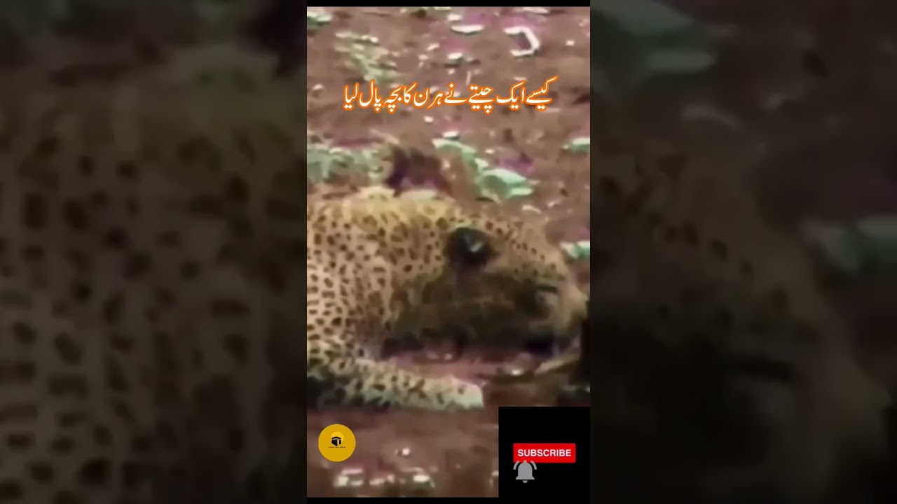 kis trah 1 cheetay ne 1 Harn k bachy ko paal liya, Allah Darindon ko bhi Raham Sikhata h.