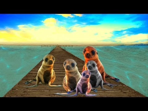 Five Sea Lions (Official Animated Music Video) by Jason Didner and the Jungle Gym Jam