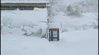 농장에 내린 폭설 ㅠㅠ//Heavy snow on the farm
