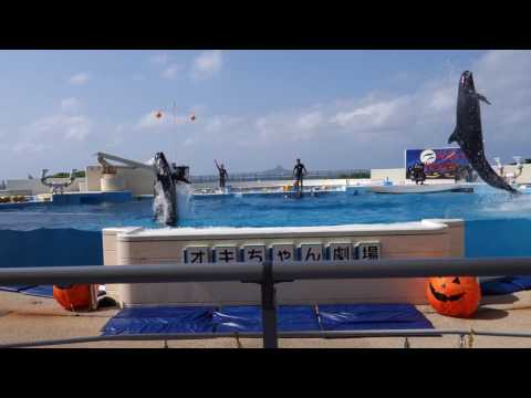 海洋博公園 オキちゃん劇場 ハロウィンバージョン 2016 okichan dolphin show