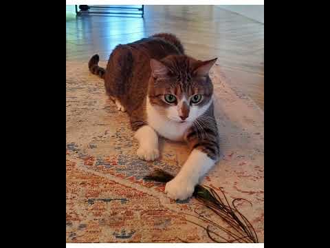 Crystal the Pet Nanny. LLC video.