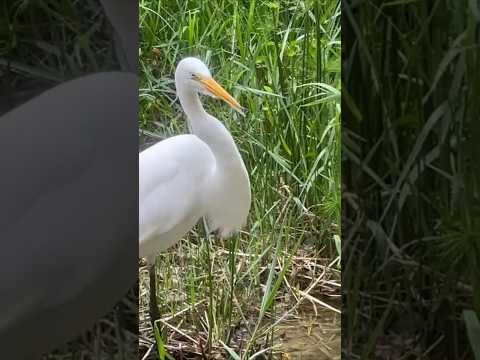 Garça branca devorando lagostins em São Paulo.