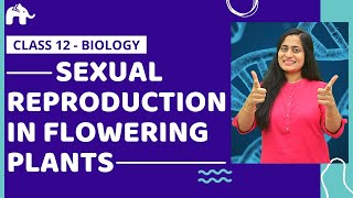 Sexual Reproduction in Flowering plants Class 12  