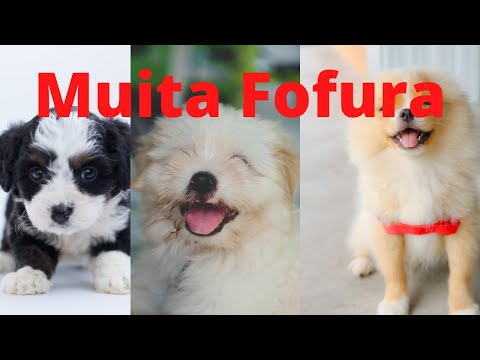 ✅Cachorrinho lindo, cachorro fofo, [cachorros pequenos]