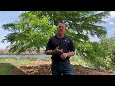 Drip Irrigation with Hildebrandt Tree Tech