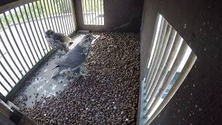 Příprava rarohů na jejich velký den