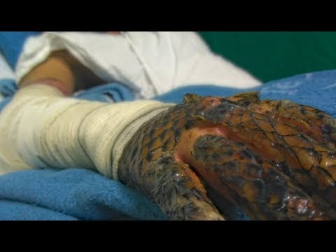 download lagu mp3 mp4 Brazilian Tilapia, download lagu Brazilian Tilapia gratis, unduh video klip Brazilian Tilapia