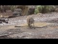 Kilimanjaro Safaris The Safari Ride At Disney World S Animal Kingdom