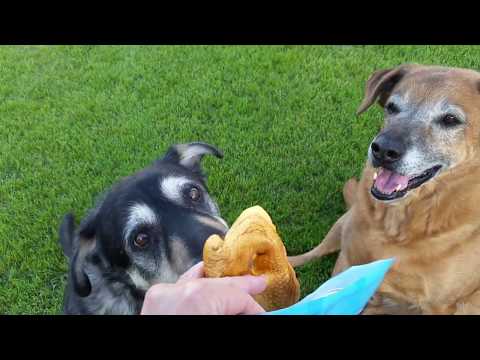 Porky Puffs! The Safe Alternative To Rawhides For Dogs