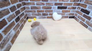 ハーフ犬の動画01