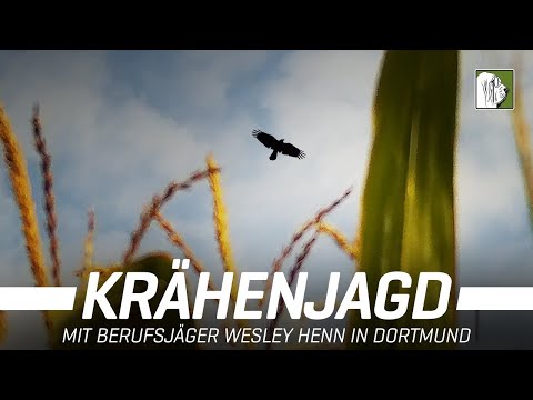 Rekordstrecke bei Krähenjagd - Fieldsportsworld Vlog  - 4k -