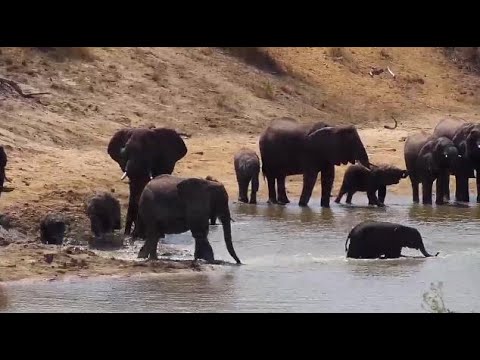 Djuma: Elephants drinking at the dam - 10:25 - 09/25/20
