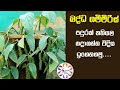බද්ධ ගම්මිරිස් පැලයක් තනිවම හදමු Badda Gammi