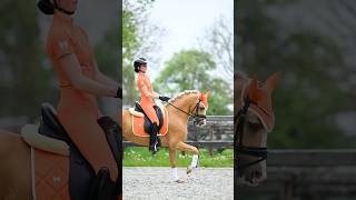 Tangerine colour was MADE for them 🐴🧡 #equestrian #horse #dressage